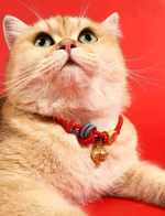 Cat Collar With Charm